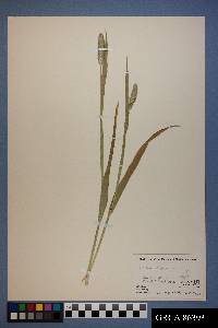 Phleum alpinum image